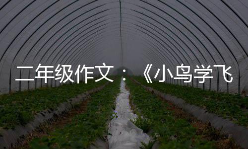 二年鸟学小文飞翔级作